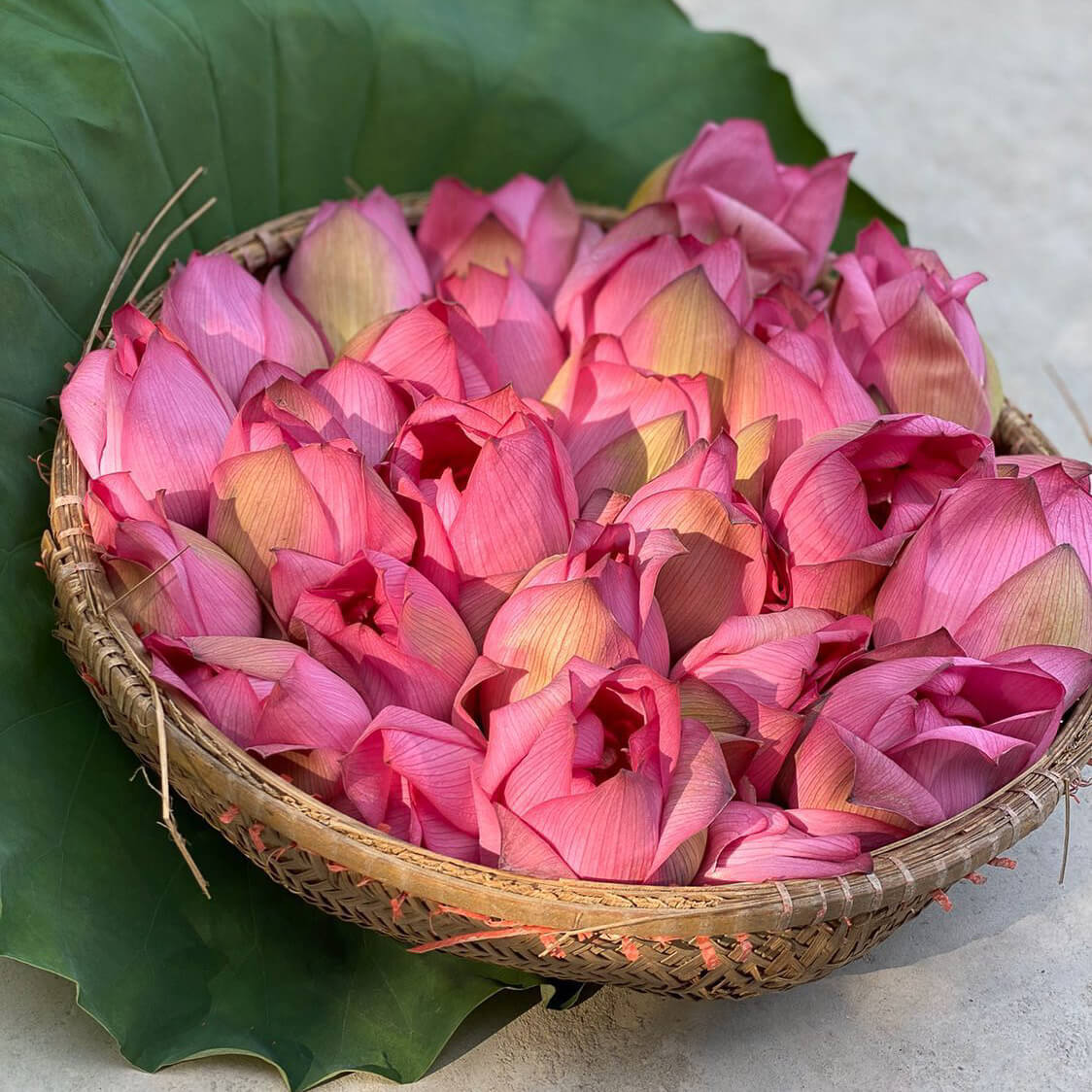 Lotus Flower Green Tea from Vietnam