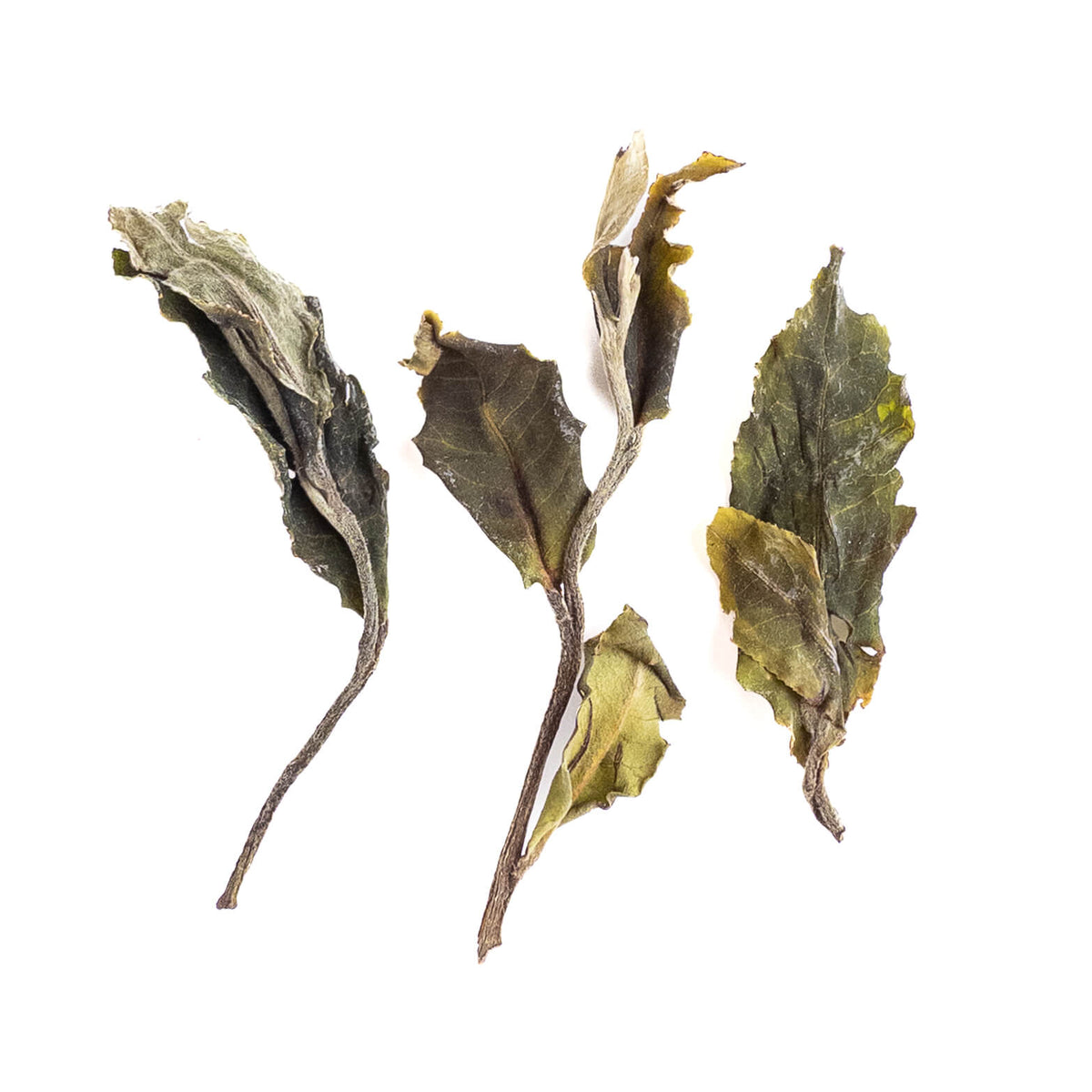 2024 Bada Mountain White Tea from Yunnan, China