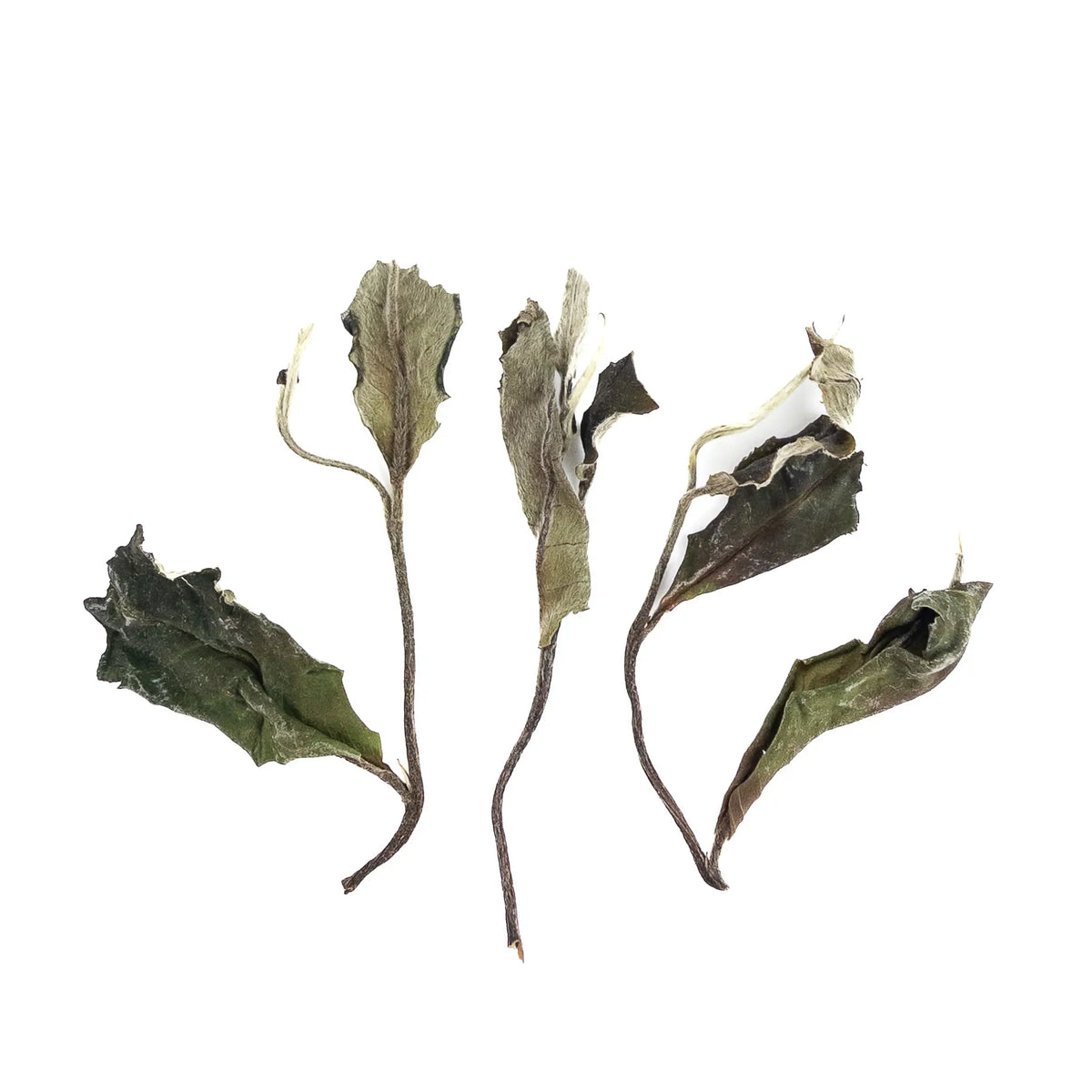 Dried tea leaves on a white background - Nyot Ou Ancient Forest White Tea from Laos