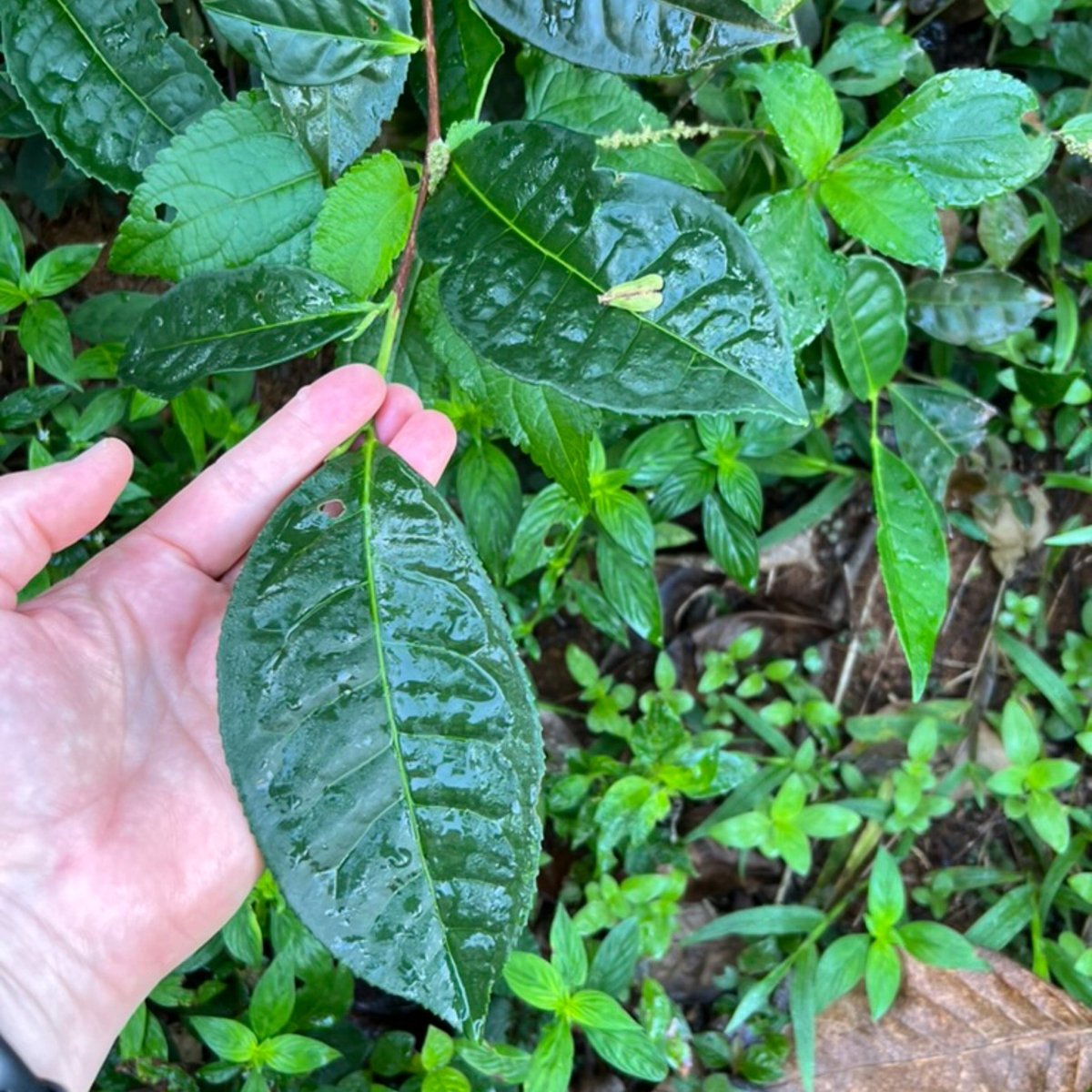 Monkeytail Premium Orange Pekoe from Sri Lanka